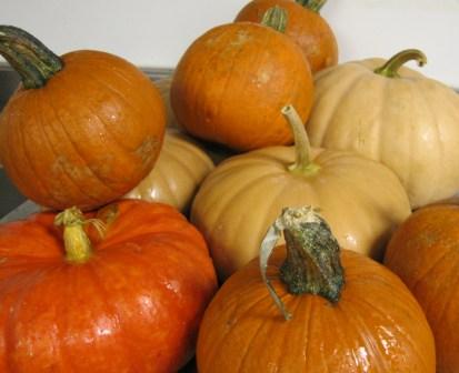 BaschPiePumpkinsWaiting.jpg
