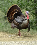 turkey.allanvernon.jpg