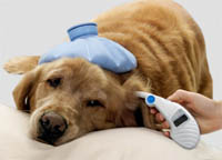 121109_dog.jpg