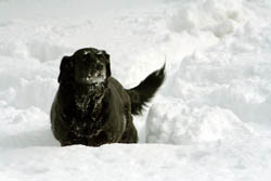 dogwalking.jpg