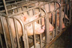animal-cruelty-121609.jpg