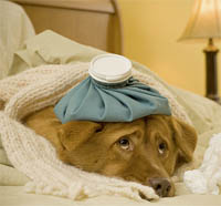 pet-flu.jpg