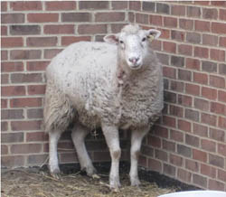 ann-arbor-sheep-sasha-farm.jpg