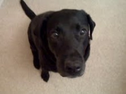 black-lab-dog