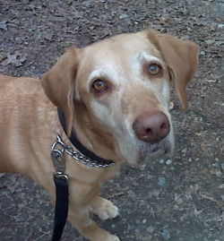 yellow-lab-dog