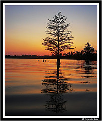 tree.jpg