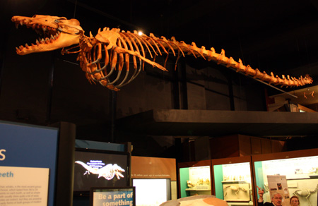 wangbasilosaurus.jpg