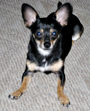 Old black chihuahua cheap