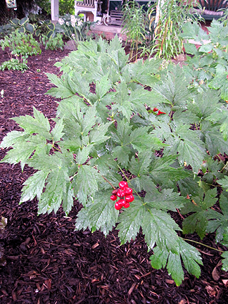 MillaYpsi2Baneberry.jpg