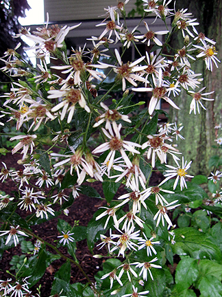 MillaYpsi2BigleafAster.jpg