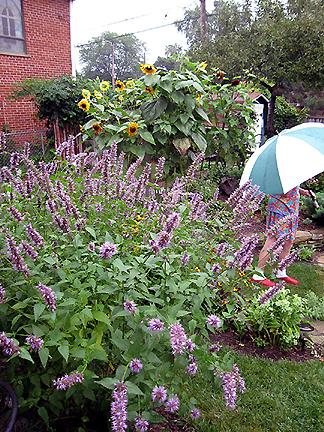 MillaYpsi6Hyssop.jpg