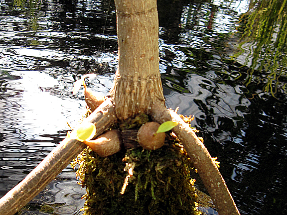 MillaHFormicarumMangrove.jpg