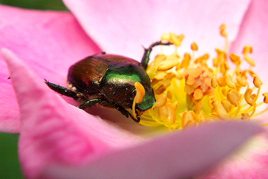 MillaMBTJapaneseBeetle.png