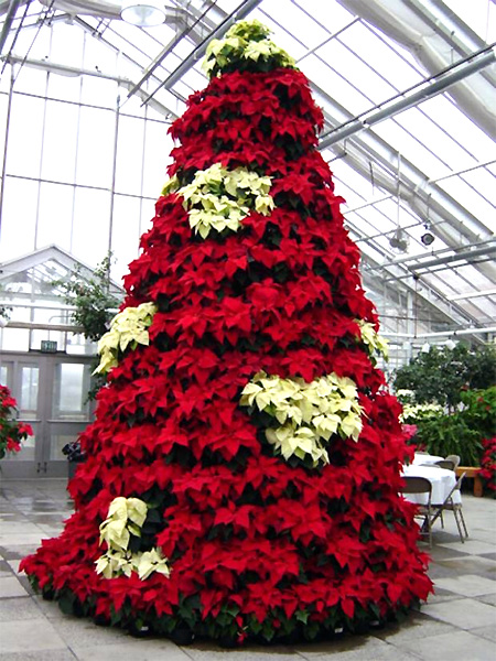 MSUPoinsettaTreeMilla.jpg