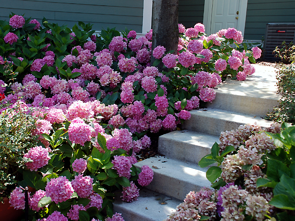 Mophead hydrangeas such as 39;Let39;s DanceÂ® Moonlight39; will provi