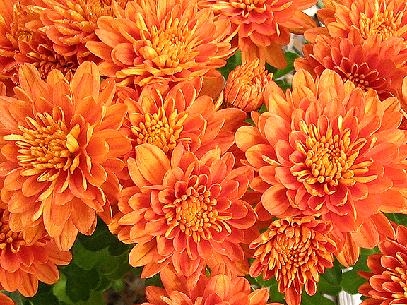 Cut the buds off mums around July 4 to create more flowers in fall.