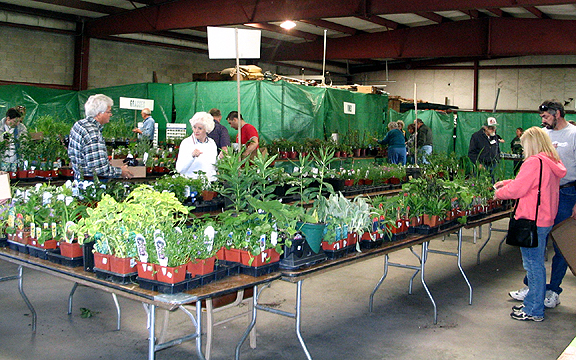 MillaPlantSale.jpg