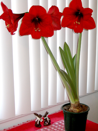 MillaAmaryllis.jpg