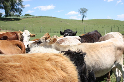 OldPineFarm.Cows