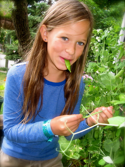 lampman,eva munching on sugar snap pea vine