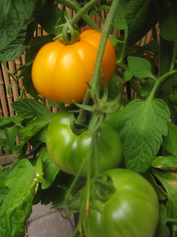 lampman, backyard yellow boy tomatoes