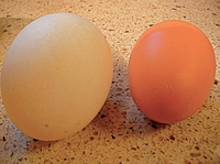 Shikes Haines Duck Egg/Chicken Egg