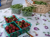 Shikes Haines Our Family Farm Strawberries