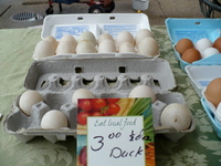 Shikes Haines Duck Eggs