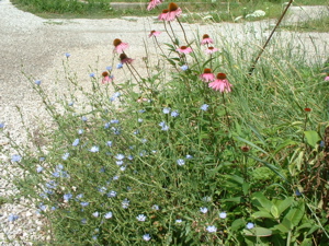 chicory.jpg