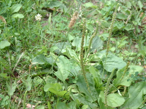 plantain.jpg