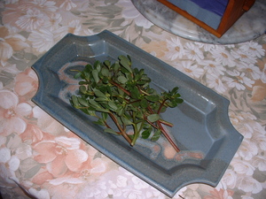 purslane.jpg