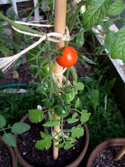 PalmerTomato.jpg
