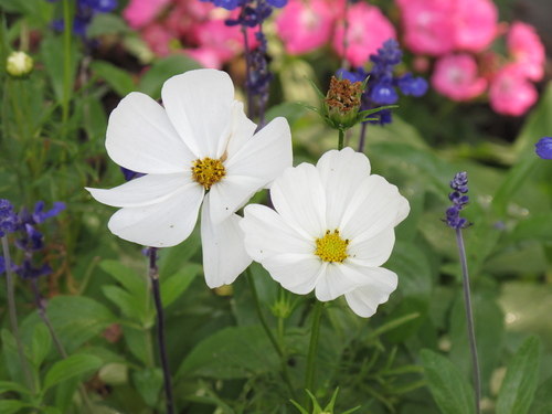 Sparks flowers.JPG