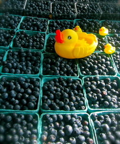 Thumbnail image for lampman, farmers market blueberries