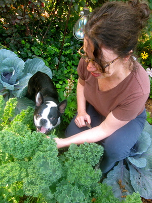 lampman, Rebecca Bawkon & Spanky the dog in lampman backyard cutting kale