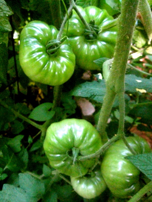 lampman, green tomatoes on the vine