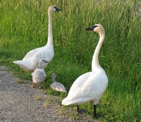 Thumbnail image for Trumpeter4swans.jpg