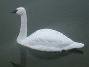Thumbnail image for Stoutfakeswan.jpg