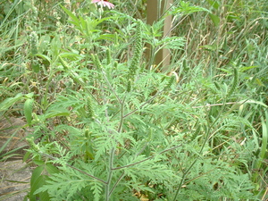 ragweed identification
