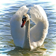 swan.jpg