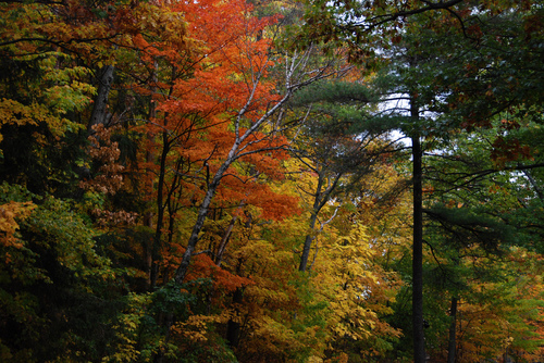 WallineAutumn.jpg