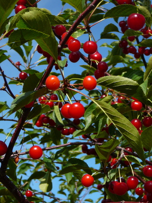 wiernik.cherries.JPG