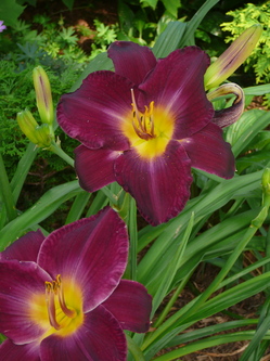 wiernik.lillies.JPG