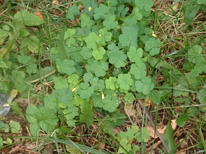 woodsorrel.jpg