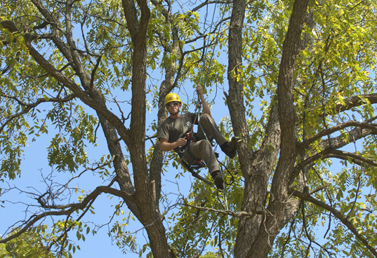 091809_TREE_CLIMBER_2-2_LON.jpg