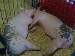J_Miller_Spooning_PigsJPG