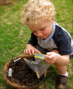 lampman, tate planting nasturtiums