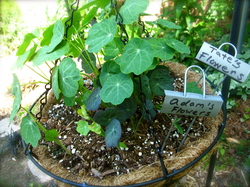 lampman, nasturtiums growing