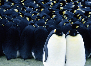 MarchOfThePenguins.jpg
