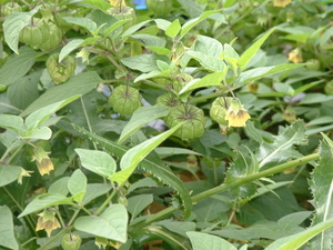 groundcherries.jpg